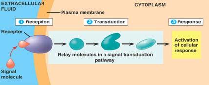 cells receiving signals went through three processes: Reception Transduction Response