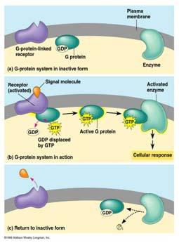Receptors in the Plasma Membrane Most signal molecules (ligands) bind to specific sites on