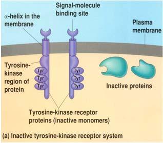 receptors Receptor tyrosine kinases Ion channel receptors A G coupled receptor is a plasma