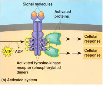 bound to the G, the G is inactive Receptor tyrosine kinases are membrane receptors that attach