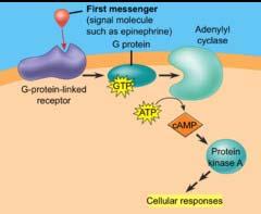 Inactive P i ATP Active P kinase PP ADP P Active Cellular response Small Molecules and Ions as Second Messengers The extracellular signal molecule that binds to the
