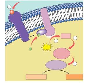 hormone receptor Action of hormones P signal binds to receptor cytoplasmic signal cytoplasm GTP G- ATP