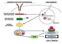 Apoptosis prevents enzymes from leaking out of a dying cell and damaging neighboring cells Caspases are the