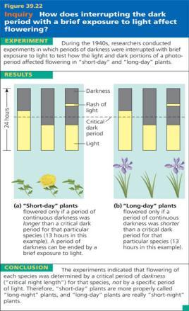 Response to Light Phytochromes regulate many plant responses to light Helps plants detect light; keeps track of seasons; day length SHORT DAY PLANTS need daylight for less than a