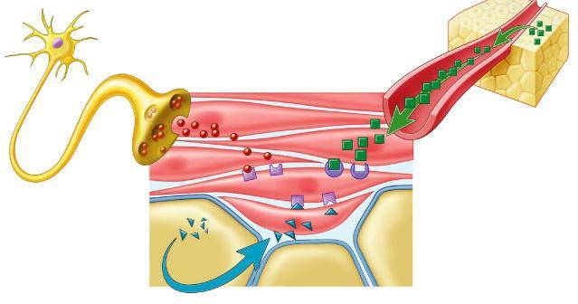 System Control Regulation of Blood Sugar pancreas high insulin blood sugar level (90mg/100ml) islets of Langerhans beta islet cells body cells take up sugar