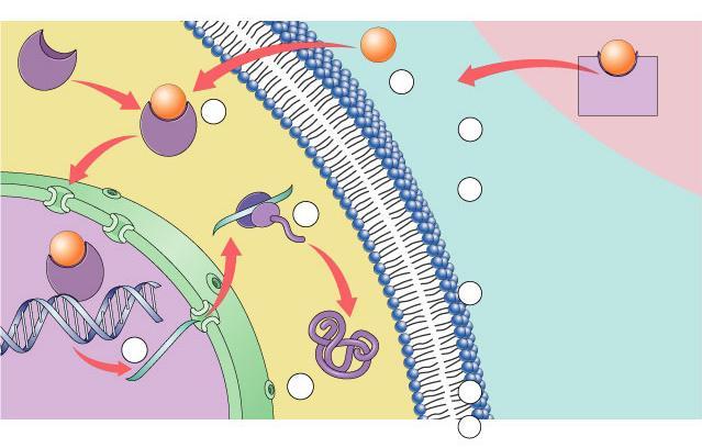 Lipid-based hormones (Steroids) hydrophobic & lipid-soluble diffuse across cell membrane & enter cells bind to receptor proteins in cytoplasm & nucleus bind to DNA as transcription factors turn on