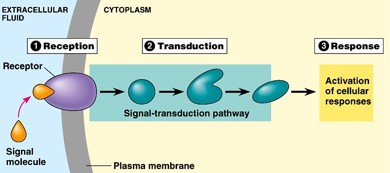 Maintaining homeostasis hormone 1 gland lowers body condition high specific body condition low raises body condition gland hormone 2 Negative Feedback Model Three steps: Reception Transduction