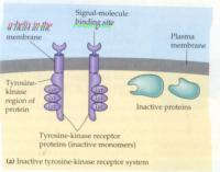 Bind to receptor proteins on the extracellular side of membrane Remember Protein signals stay on periphery Lipid or Steroid