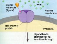 Remember: lipids leak right into cells OR steroids slip right into cells Receptor Types The three main receptors that you