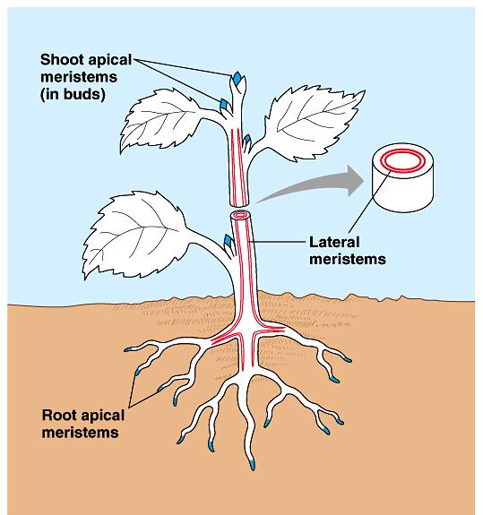 tissue regenerate new cells apical shoot meristem