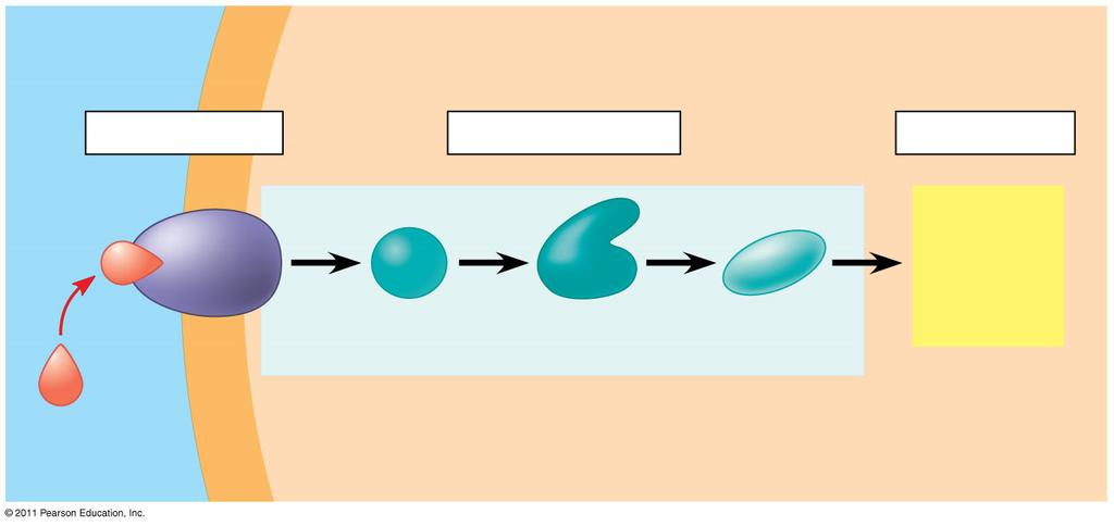 5. A signal transduction pathway has three stages. Use Figure 11.6 to label the missing parts of the figure below, and then explain each step. See page 209 of your text for the labeled figure. a. b. c.