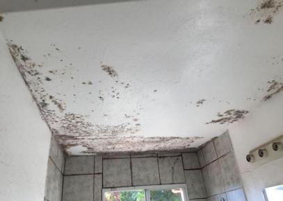 Mould allergy : Mould / fungal allergy are due to the fungus spores in the air. Mould spores are prolific everywhere. They include the black mould that forms on window frames.