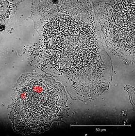 phagocytose human myelin, indicating an increase in phagocytosis by M2c polarized