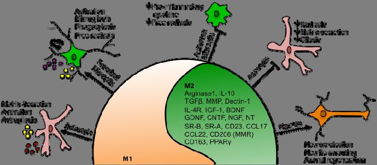 Post-LCM of single C cells