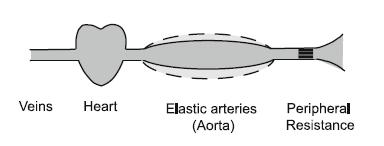 Aortic function AORTIC ELASTIC PROPERTIES Aorta (and the large, elastic type arteries) serve predominately as a cushioning reservoir that stores blood during systole and expels it to