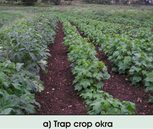 A] Trap crop