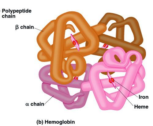 Hemoglobin Hemoglobin (Hb), protein constituting 1/3 of the red blood cells Each red cell