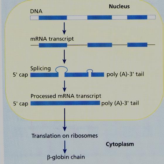 Synthesis of globin Eight functional globin chains,