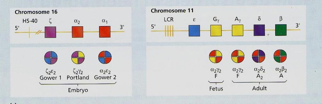 globin genes) on the short arm of chromosome 11 a-