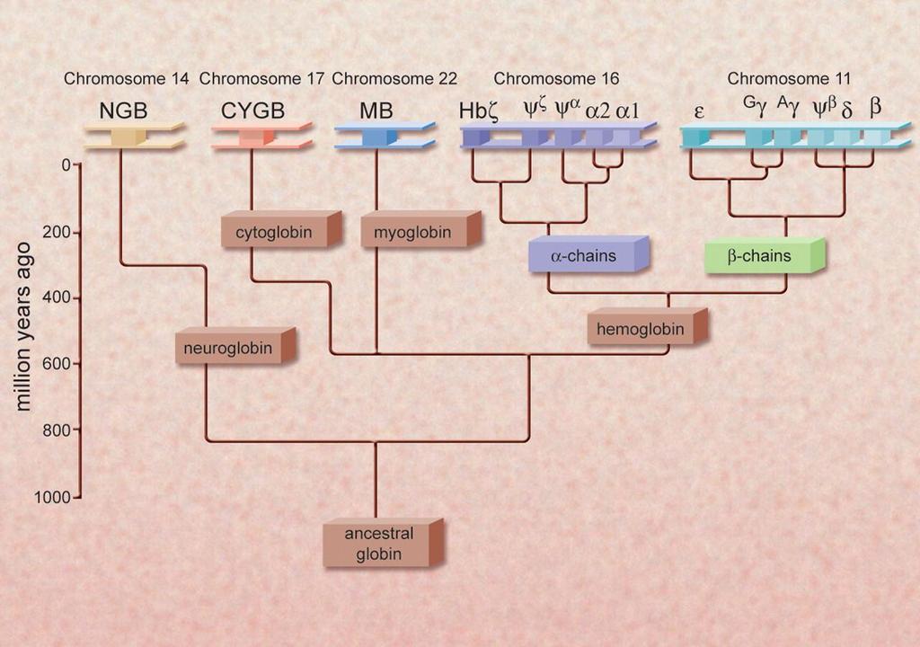 Synthesis of globin Various types of globin combines with haem to from different hemoglobin Globin synthesis, starts at 3 rd week of gestation