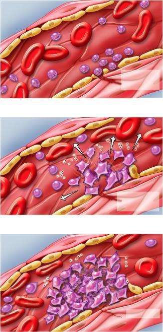 Platelets Red blood cell Platelet Help stop blood loss by forming platelet plug 1 Platelet adhesion Collagen fibers and damaged endothelium