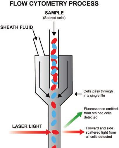 Flow Cytometry (Immunophenotyping) Flow cytometry is often ordered in addition to other cytogenetic tests to help establish a prognosis and to monitor the progression of certain cancers.