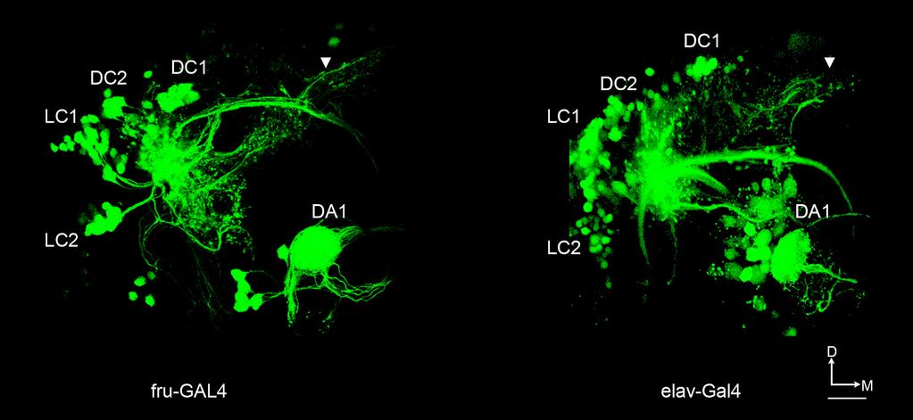 SUPPLEMENTARY INFORMATION RESEARCH Supplementary Figure 3: Fru+ Clusters Are the Major Recipients of DA1 Input Photoactivation of DA1 axon terminals in flies in which photoactivatable GFP expression