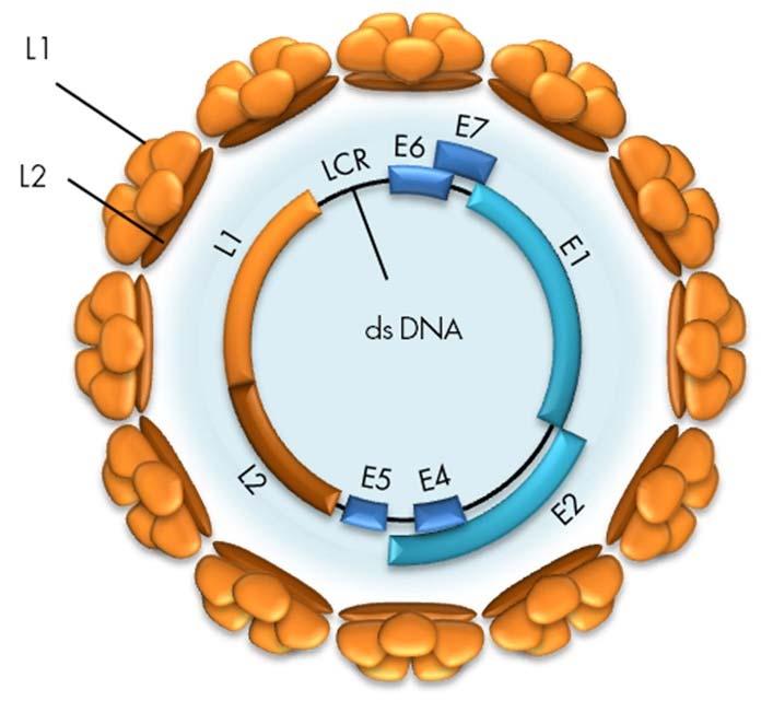12 Zgodnje kodirajoče področje E vsebuje zapise za beljakovine, ki sodelujejo pri prepisovanju in podvajanju virusnega genoma (E1 in E2), ter gene za zapis beljakovin, ki sodelujejo pri preobrazbi