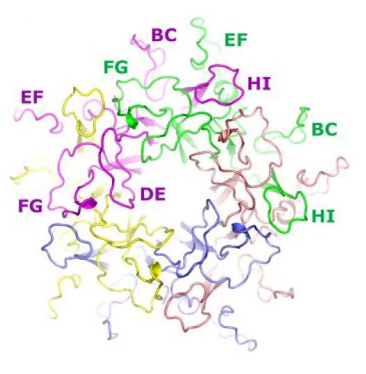 16 Slika 5: Kristalna struktura pentamera L1 virusa HPV-16. Monomerne enote L1 so obarvane z različnimi barvami. Označen je položaj površinskih zank: BC, DE, EF, FG in HI (Bishop in sod.