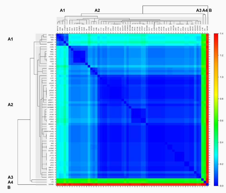 66 Slika 13: Matrična mapa, izrisana na podlagi 63 celotnih nukleotidnih zaporedij HPV-11, prikazuje nukleotidne razlike med genetskimi linijami in podlinijami HPV-11 Figure 13: Heatmap, based on 63