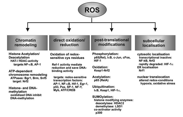Many levels of redox regulation of