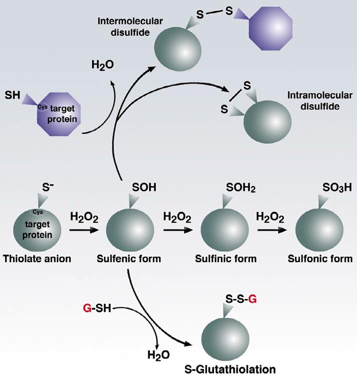Cysteine biochemistry allows redoxdependent signaling Signaling molecules à H 2 O 2 à NO à Lipidhydroperoxides à H 2 S Cysteine biochemistry à Sulfenic form
