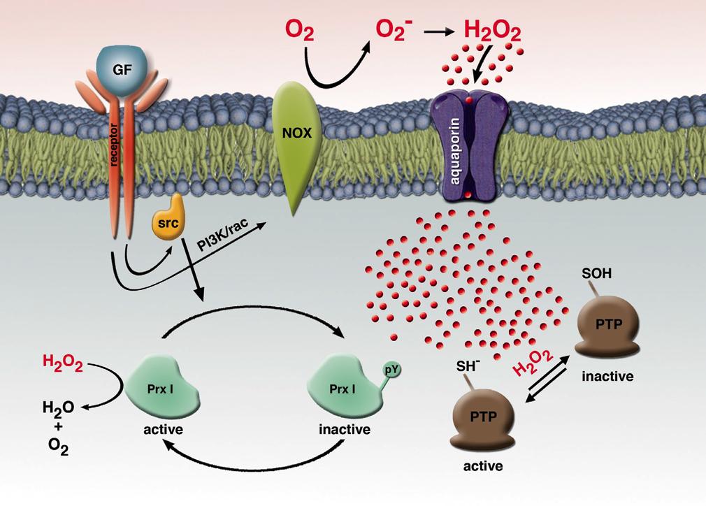 Localisation of the oxidant may increase the specificity of the redox signaling Growth factors à Induce NOX that produce superoxide Extracellular H 2 O 2 is channelled back through aquaporins