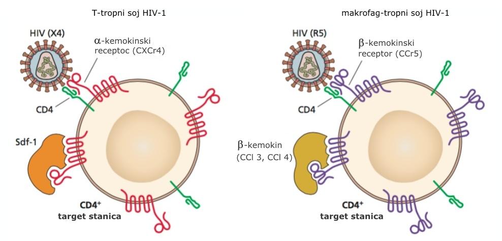 Slika 4. Koreceptori za T-tropni i makrofag/monocit-tropni soj virusa HIV.