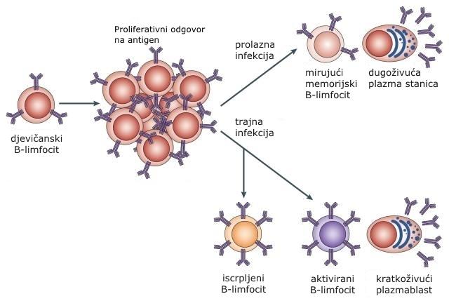 Slika 6. Iscrpljivanje B-limfocita uzrokovano perzistentnom infekcijom virusom HIV-1 i virusnom replikacijom.