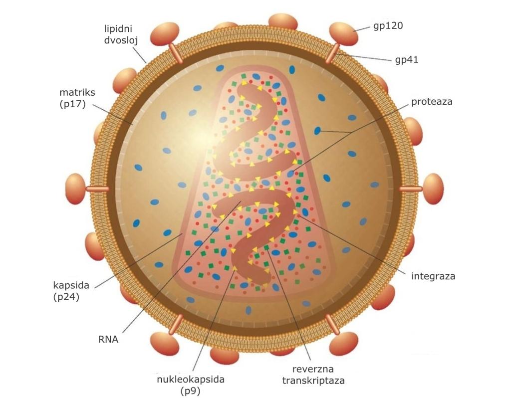 Slika 1. Struktura virusa ljudske imunodeficijencije. Preuzeto i prilagođeno sa http://www.itg.be/internet/elearning/written_lecture_eng/1_hiv_structure.html 3.2.
