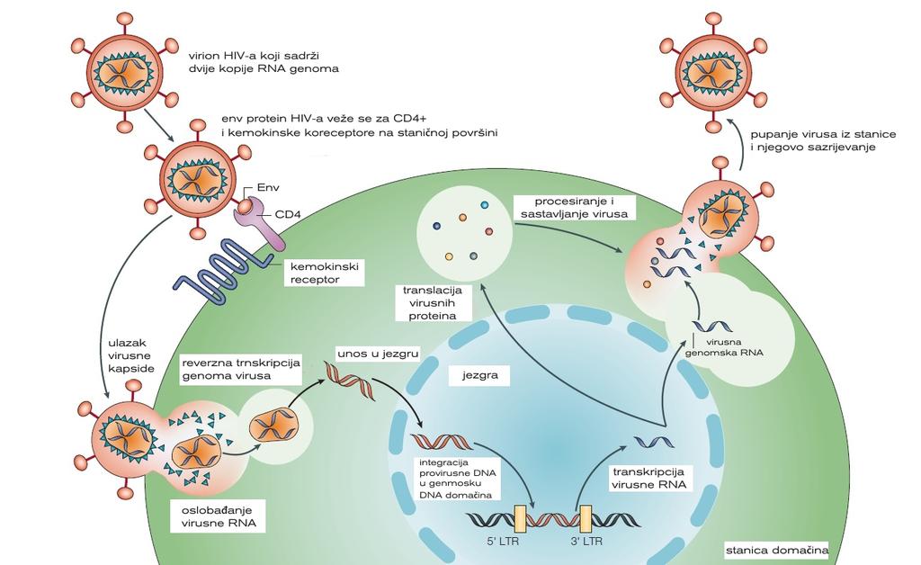 2007). Molekula CD4 je eksprimirana na membrani T-limfocita, monocita, dendritičkih stanica i stanica mikroglije te je primarni stanični receptor za HIV-1 (Planinić, 2014).