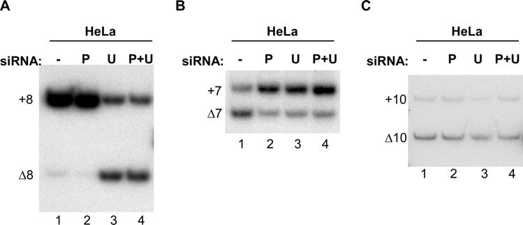 sirna, and a control cell line with stable integration of the vector alone. These cell lines were treated with the PUF60 sirna.