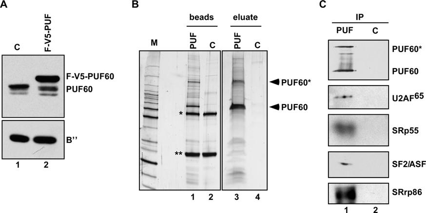 Figure 2. Identification of PUF60-associated Proteins.