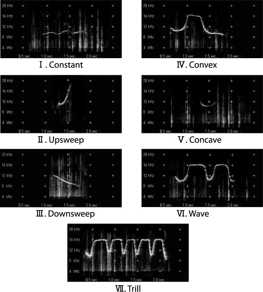 WHSTLE OF BOTTLENOSE DOLPHIN WITH PEOPLE 167 Fig. 1. The seven types of whistle contours (I-VII) converted into sonograms.