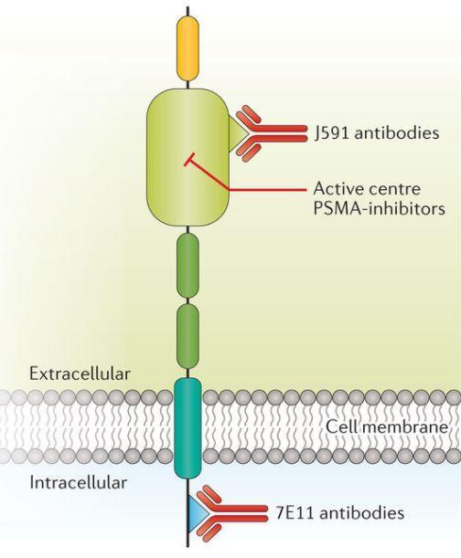 Prostate Specific Membrane Antigen Type II transmembrane