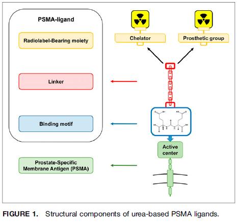 Radio-ligands PSMA-11 can be labeled with 68 Ga