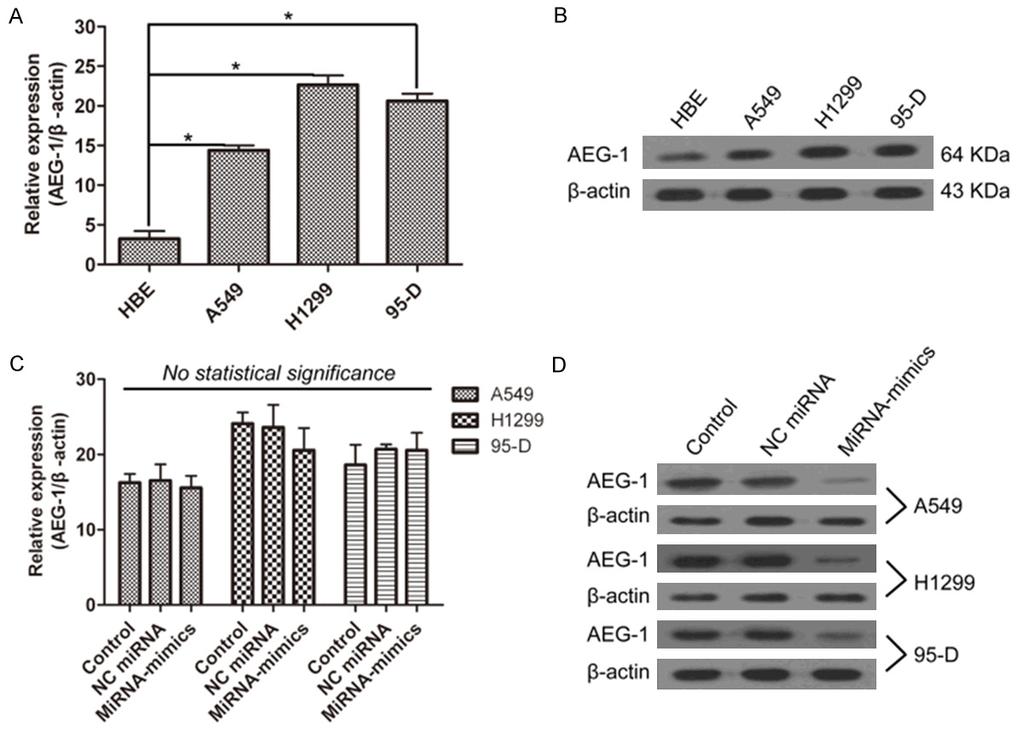 Figure 6. AEG-1 expression after mirna-mimics transfection. AEG-1 was highly expressed in NSCLC cells in mrna (A) and protein (B) levels.