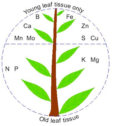 Calcium in plants Enters through