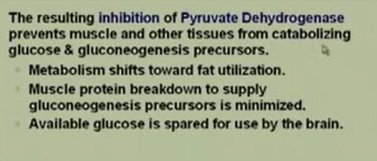 Now the resulting inhibition of the pyruvate dehydrogenase prevents muscles and other tissues from catabolizing glucose and gluconeogenesis precursors.