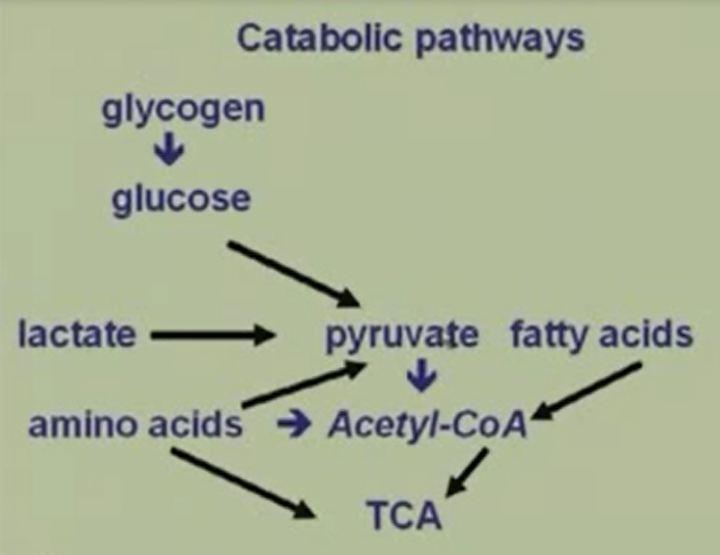And if we consider the catabolic pathways of all the breakdown whether its amino acids or fatty acids or glucose.