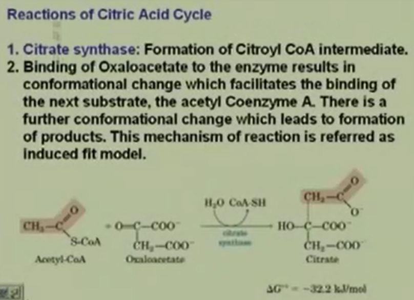 There are eight reactions going on here. We have citrate synthase, Aconitase. We will go step by step in each of these like we went for glycolysis.