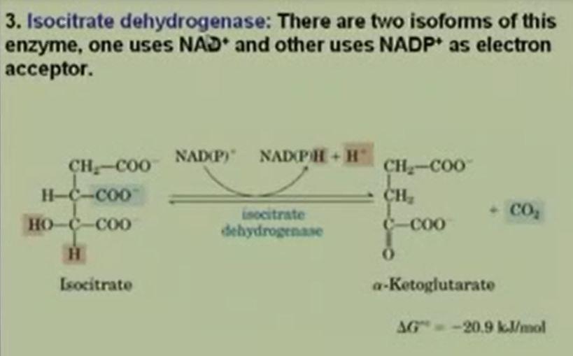 The third step is isocitrate dehydrogenase. What is that means?