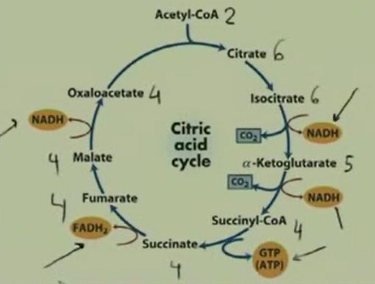 So here is our whole cycle. Acetyl CoA comes in to the picture form citrate, oxaloacetate. From citrate isocitrate, NADH produced okay. So here is one NADH. So we have oxaloacetate.