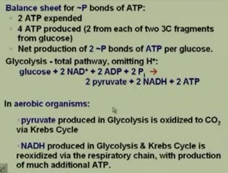 This is what we did last time. Glycolysis we have two ATP that are used up four ATP produced. Why?